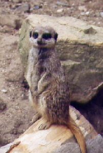 Meerkat